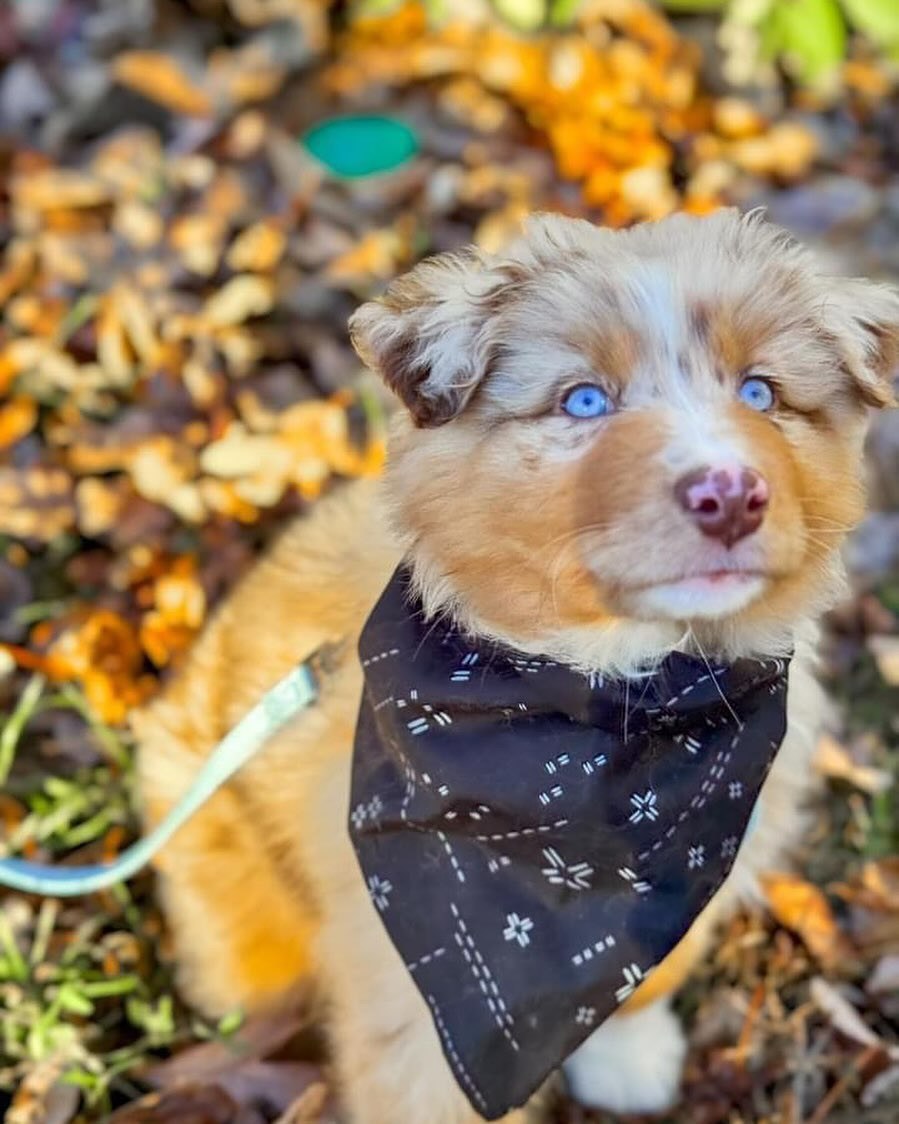 Tracy - Australian Shepherd Puppy (photo 1 of 7)